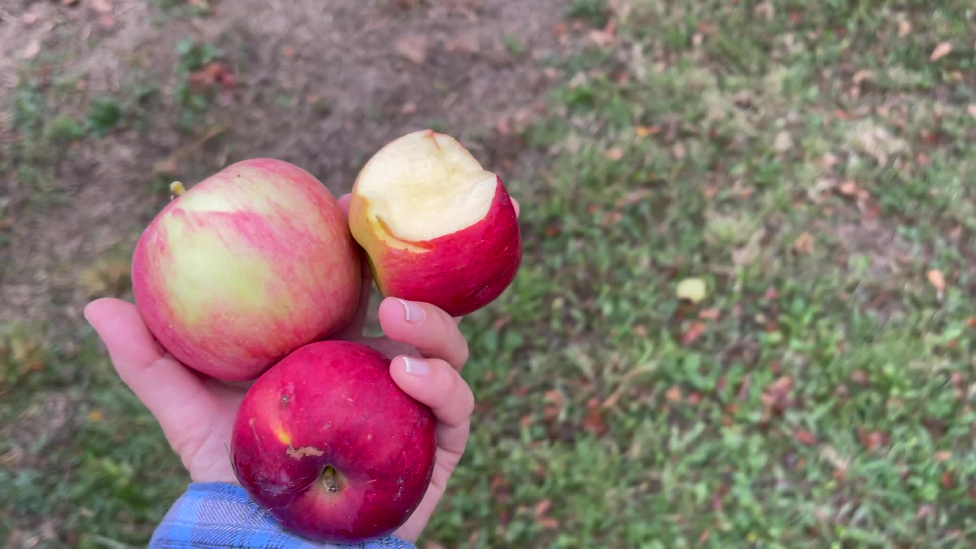 Cooking and Kids-My Apple Tree