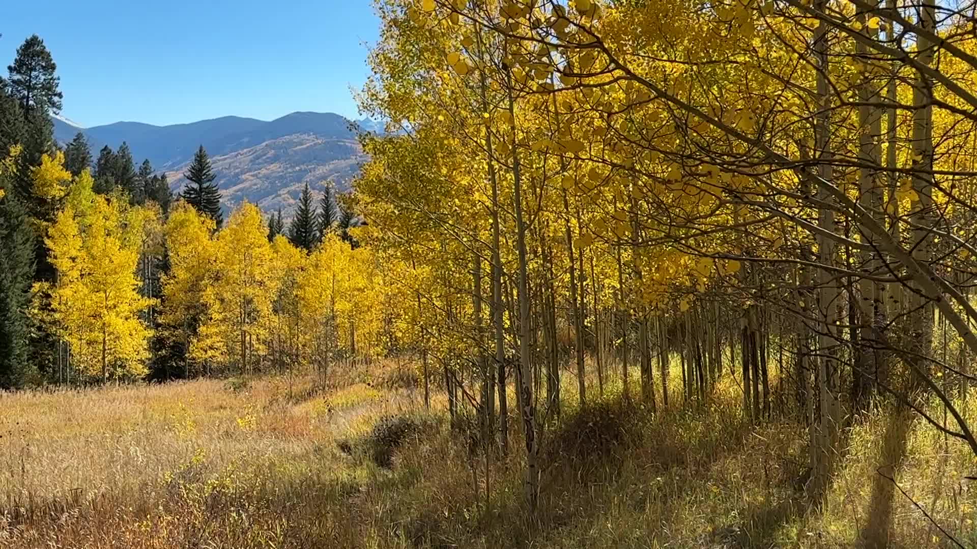 Station ID Buck Creek trail panorama Fall