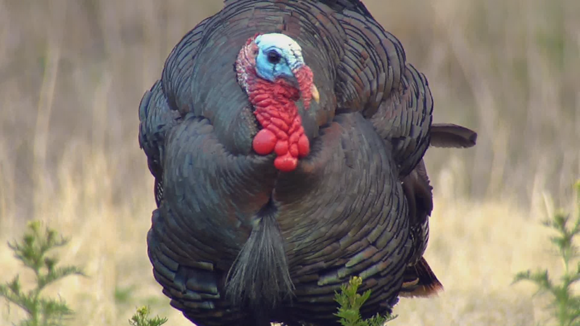 Colorado Parks & Wildlife-Hunting Colorado's Public Lands (HD)