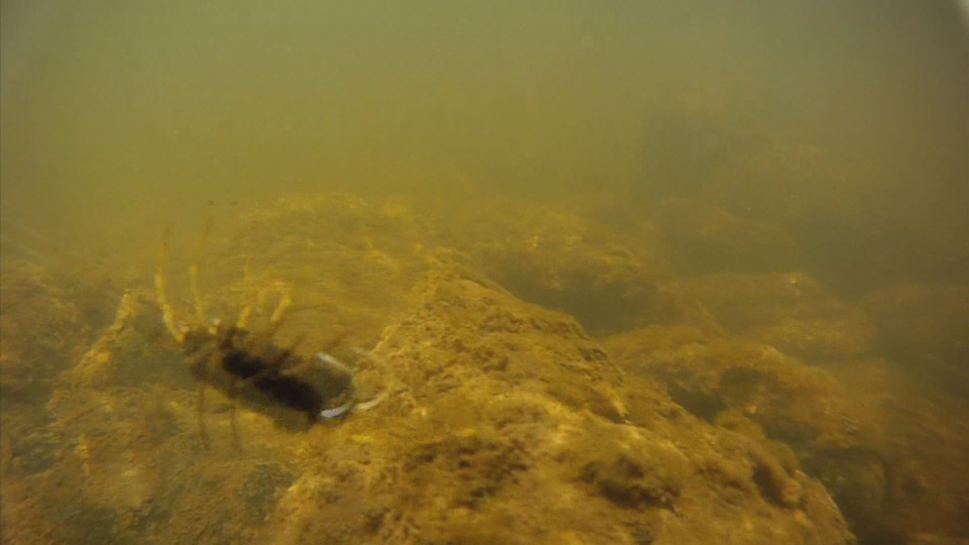 Colorado Outdoors Tips & Techniques-Salmon Flies on the Colorado (HD)