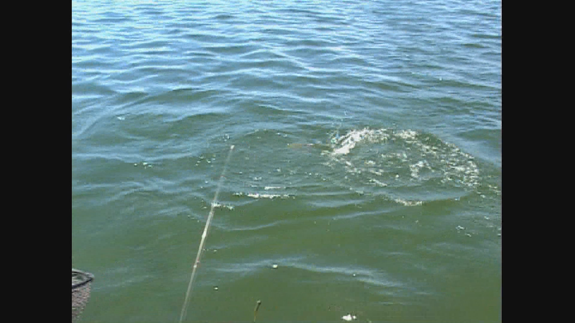 Colorado Outdoors Tips-Trout Release