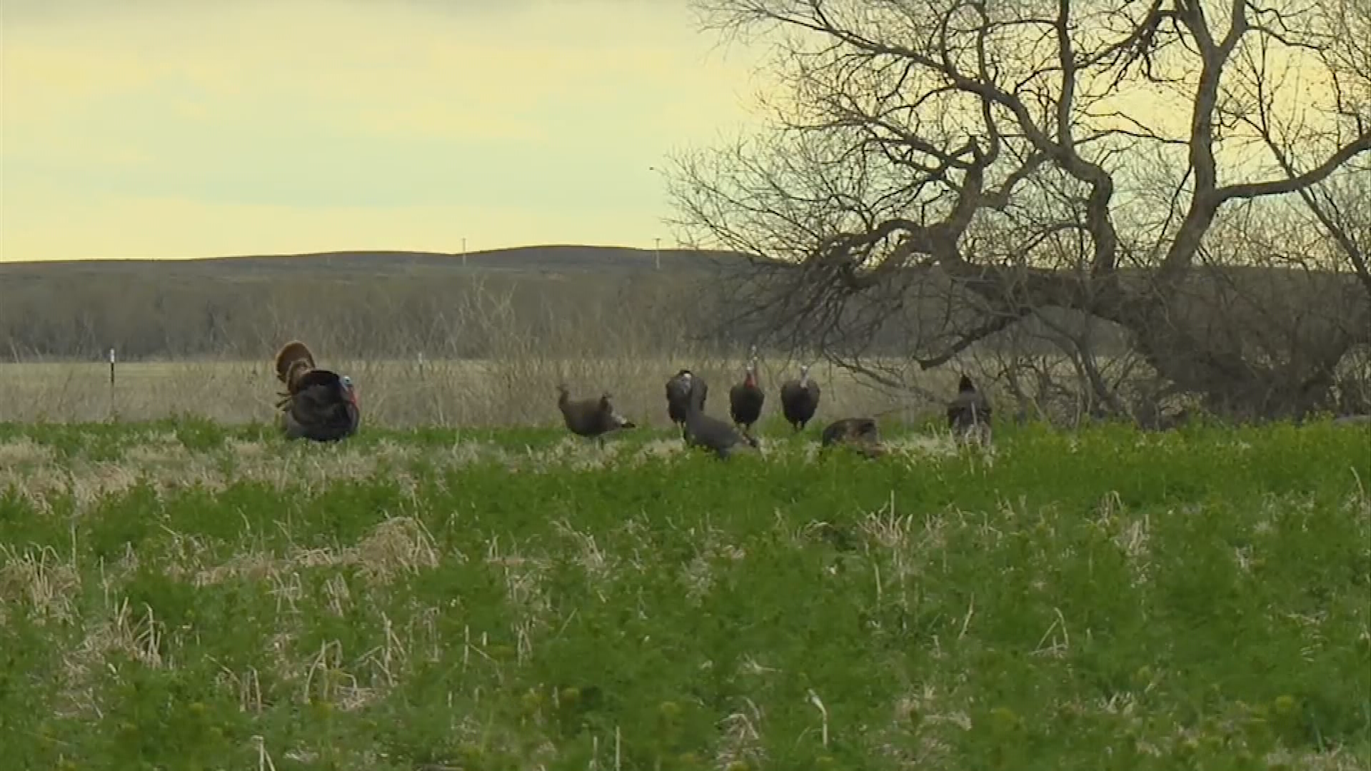 Colorado Outdoors- Turkey Hunting Colorado (HD)