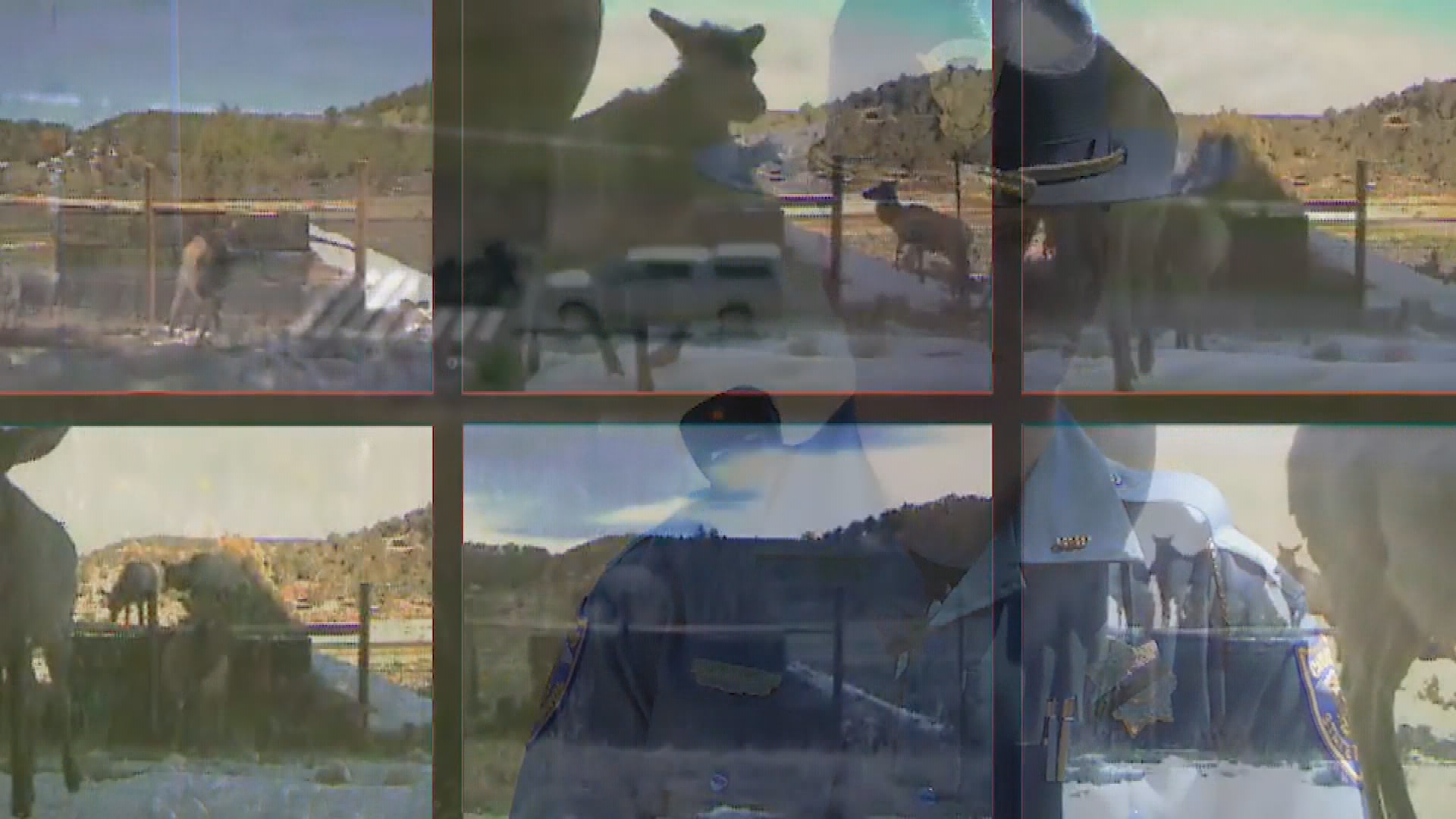 CDOT-Wildlife on the Move