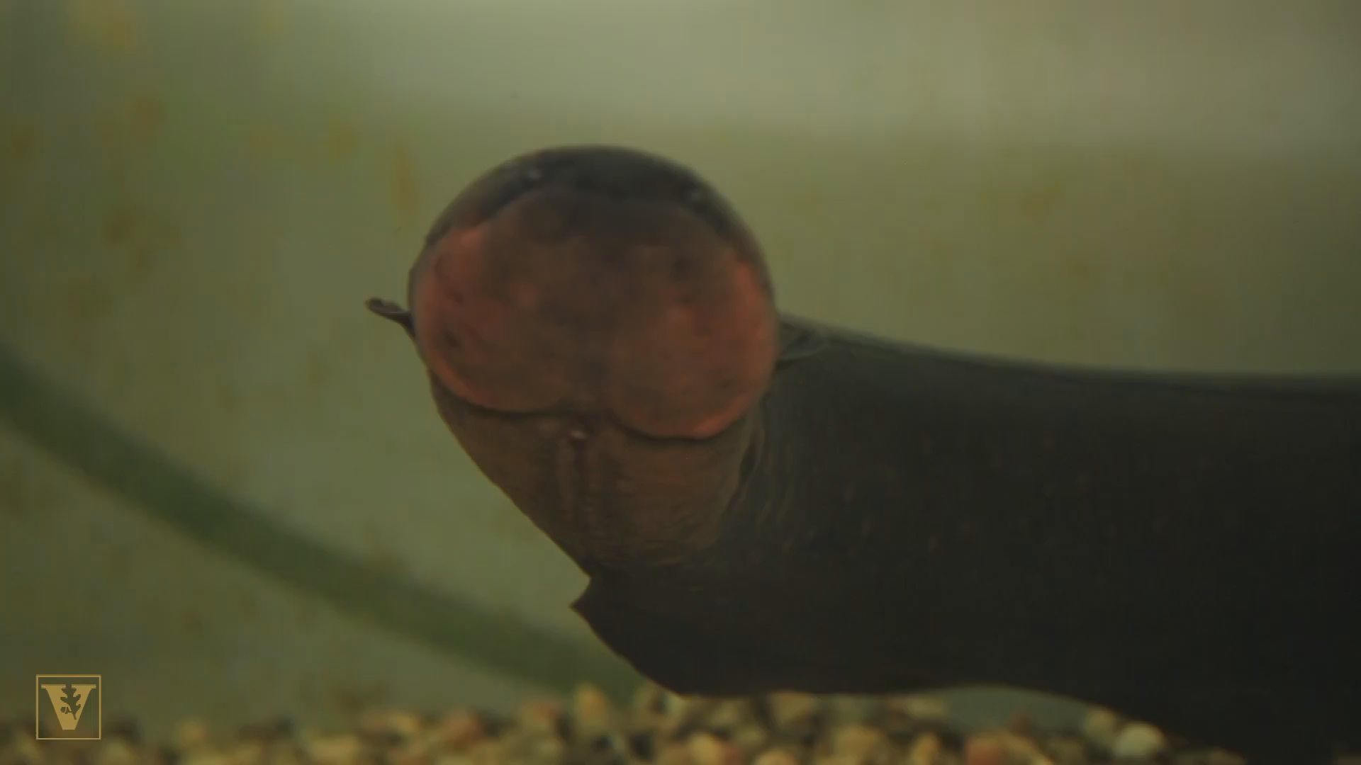 NSF Science Now #38-Electric Eels; RoboBee