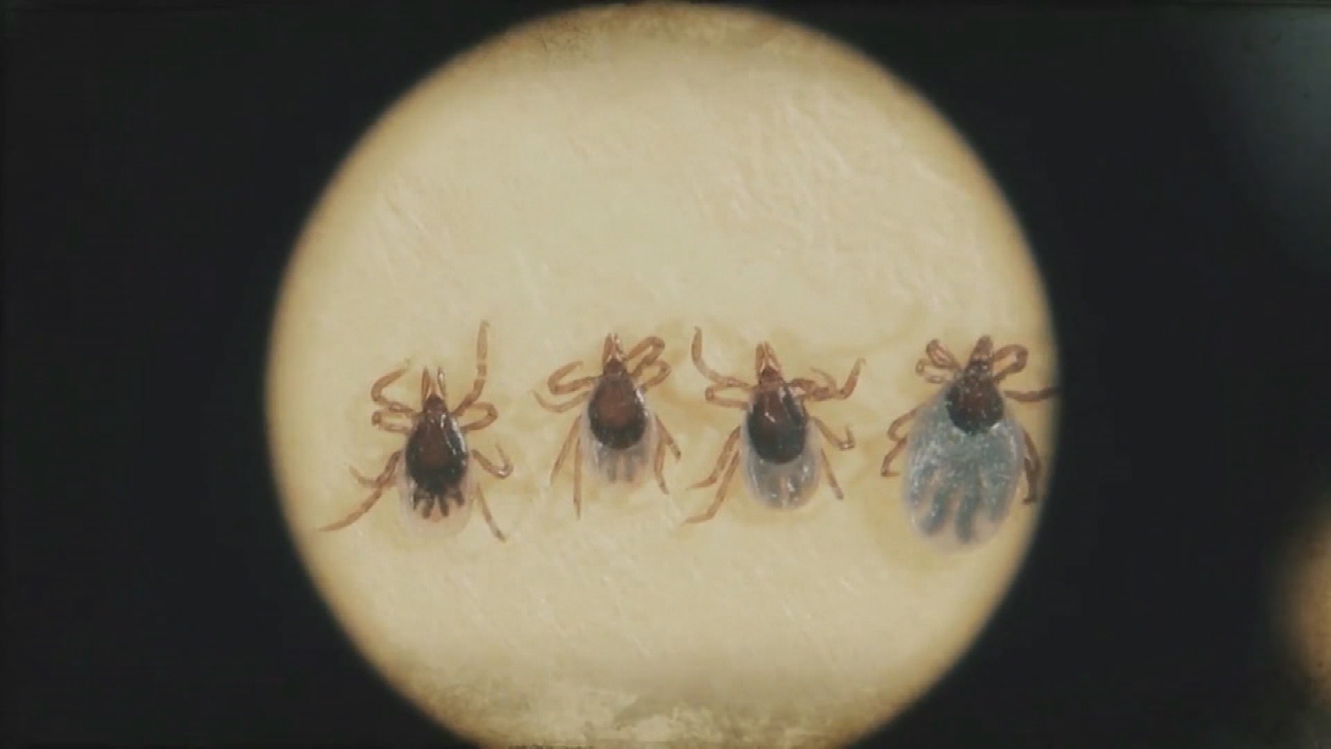 National Science Foundation-Ticks & Lyme Disease