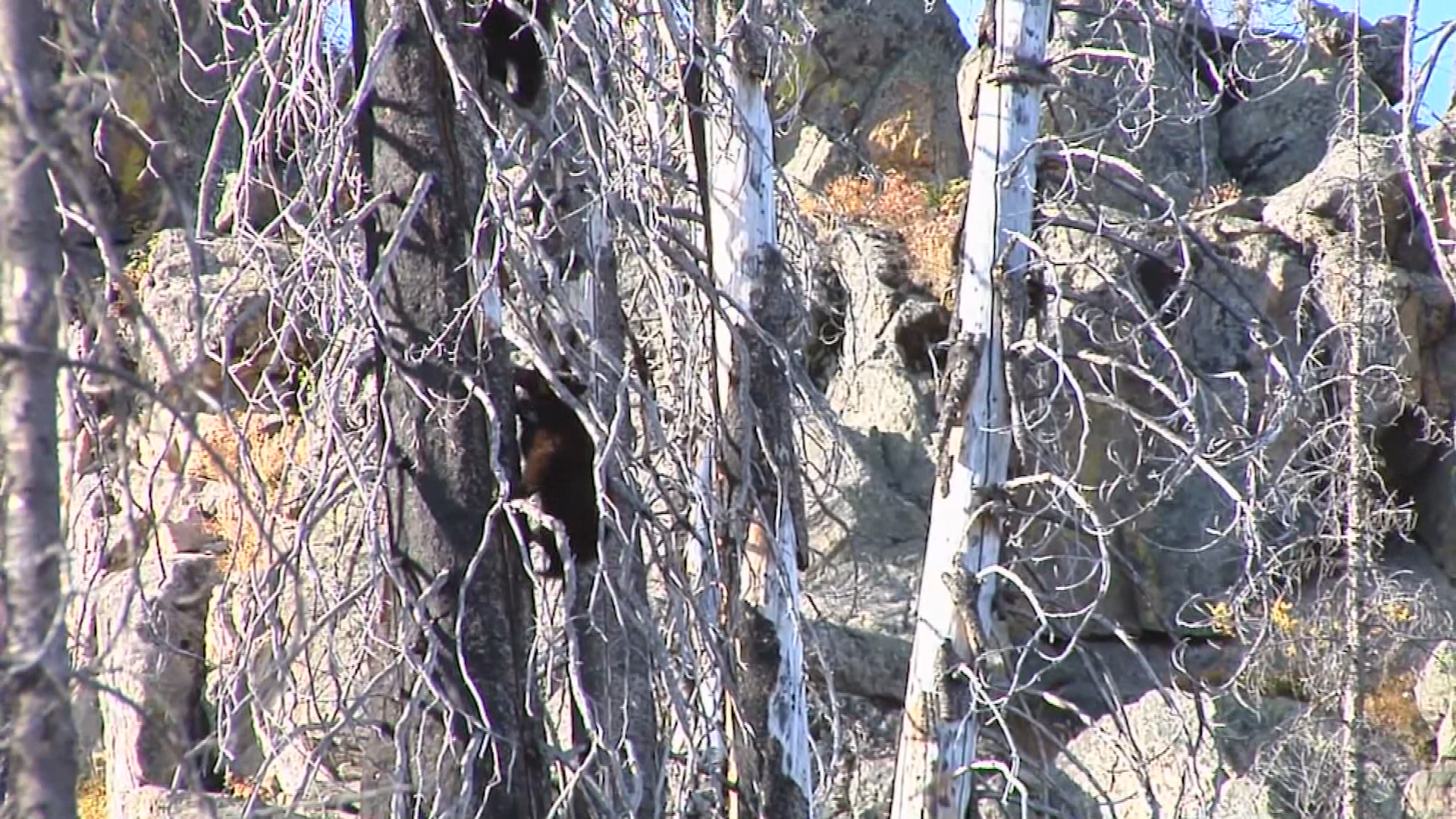 What to do if you see a bear-Colorado Parks & Wildlife