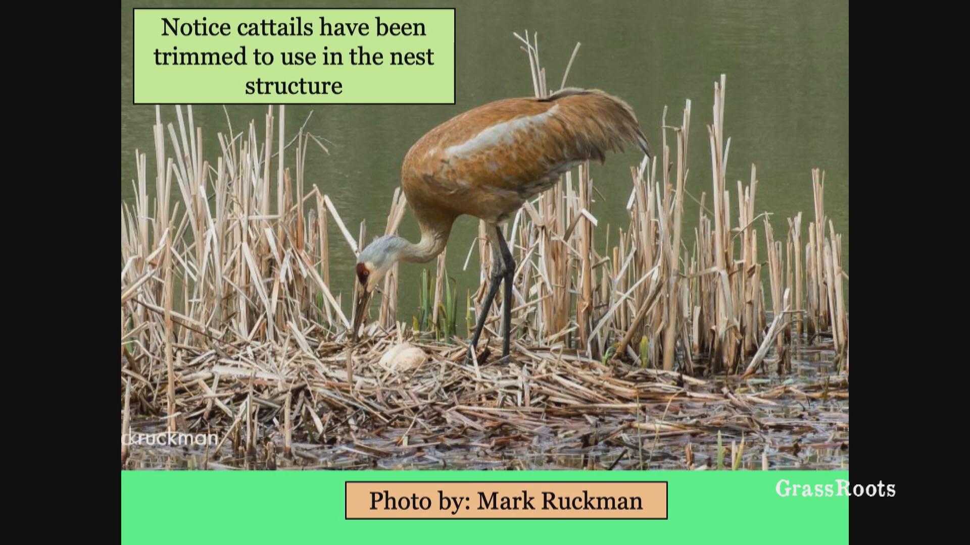 Wilderness Workshop Naturalist Nights - Greater Sandhill Cranes in Colorado's High Country