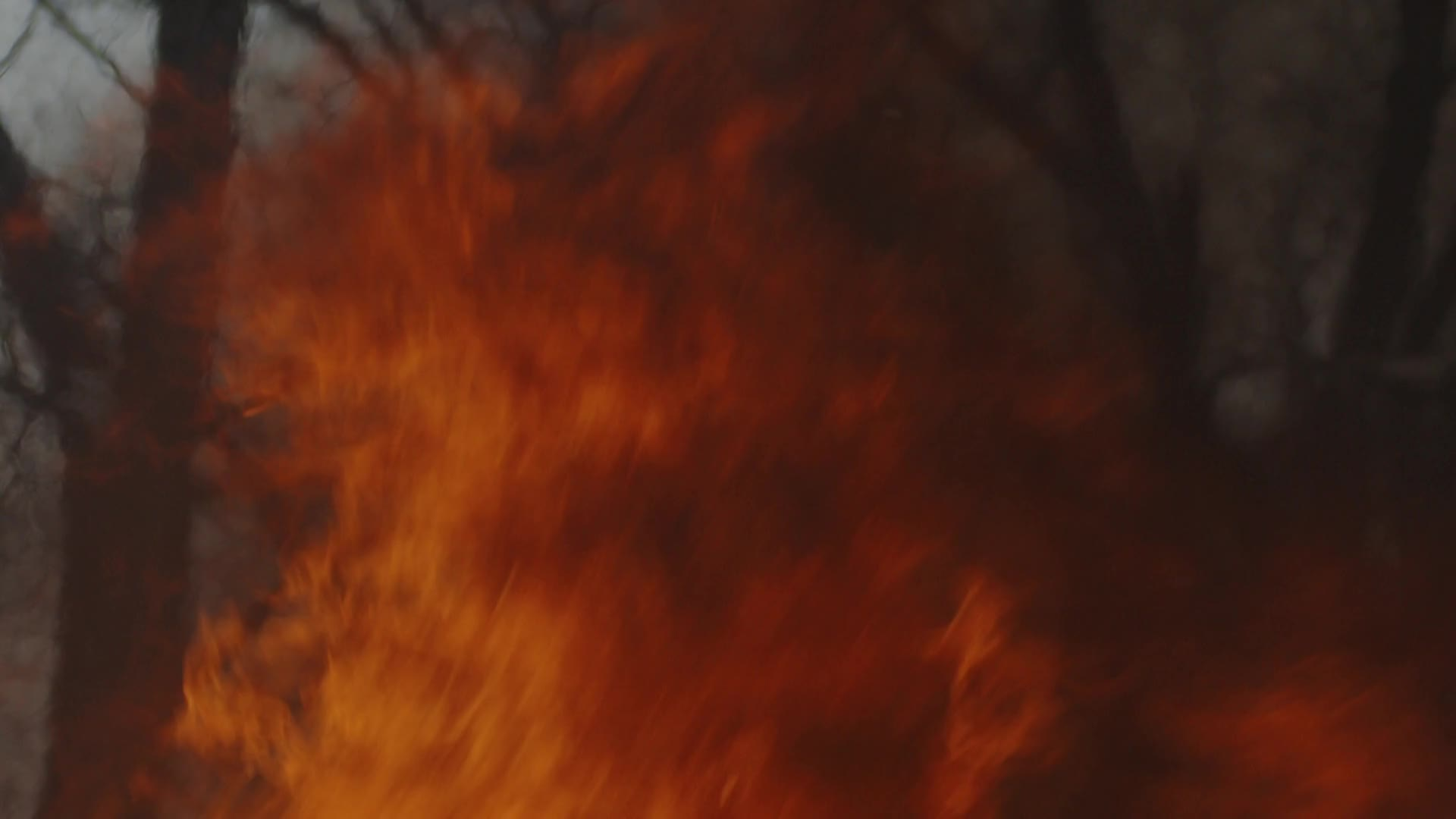 The Fish and the Flame-San Juan Cutthroat Trout and the 416 Fire (CPW)